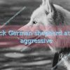Black German shepherd attack aggressive