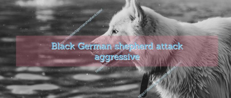 Black German shepherd attack aggressive