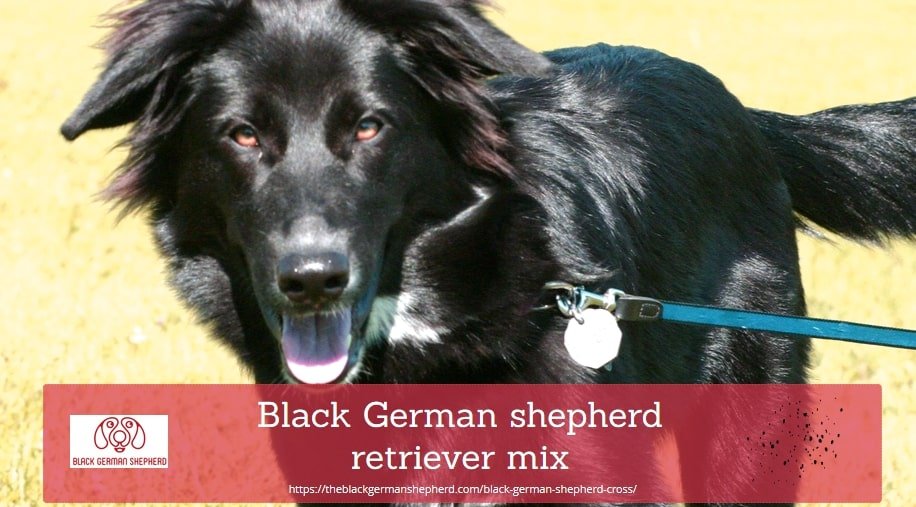  Black German shepherd retriever mix