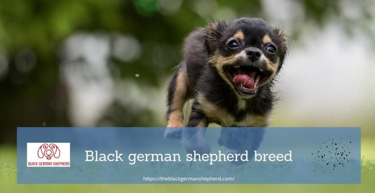 Black german shepherd breed