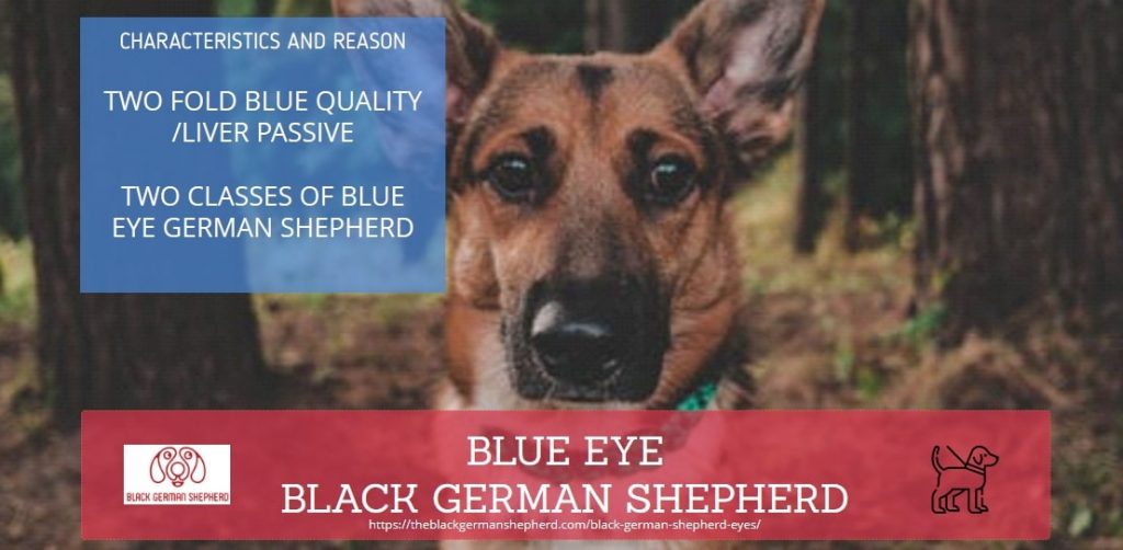 German Shepherd Eye Colors Explained [Yellow; Blue; Brown; Dark Eyes]