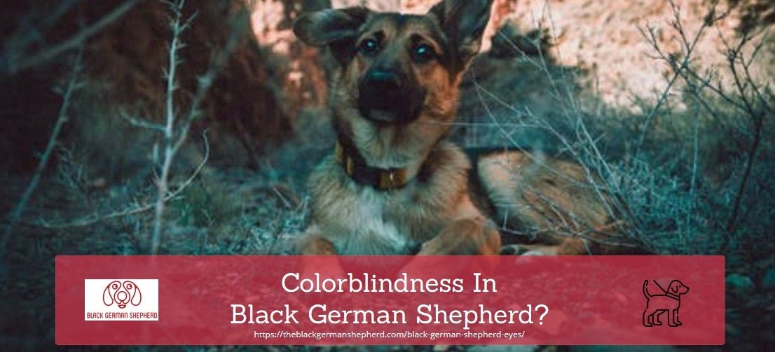 COLORBLINDNESS in black german shepherd