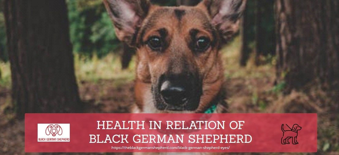 HEALTH IN RELATION OF BLACK GERMAN SHEPHERD DOGS