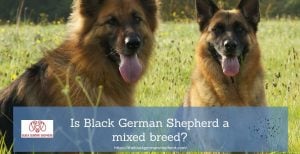 ?Black German Shepherd Breed: A Man's Best Friend