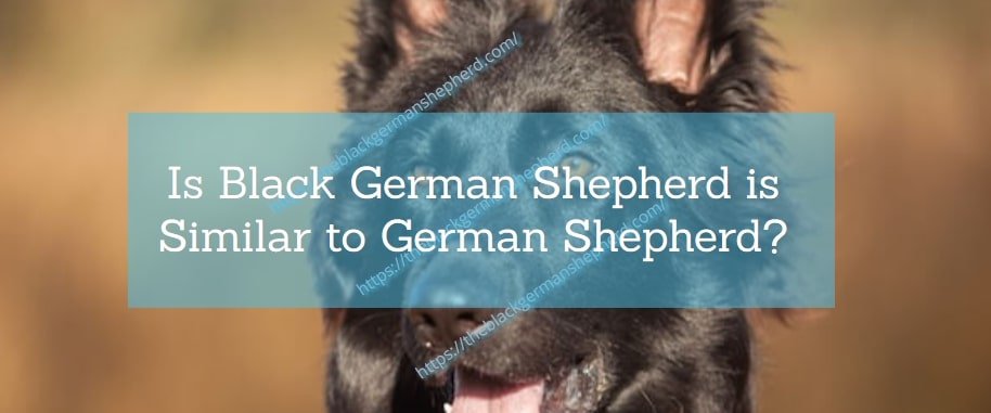 Is Black German Shepherd is Similar to German Shepherd