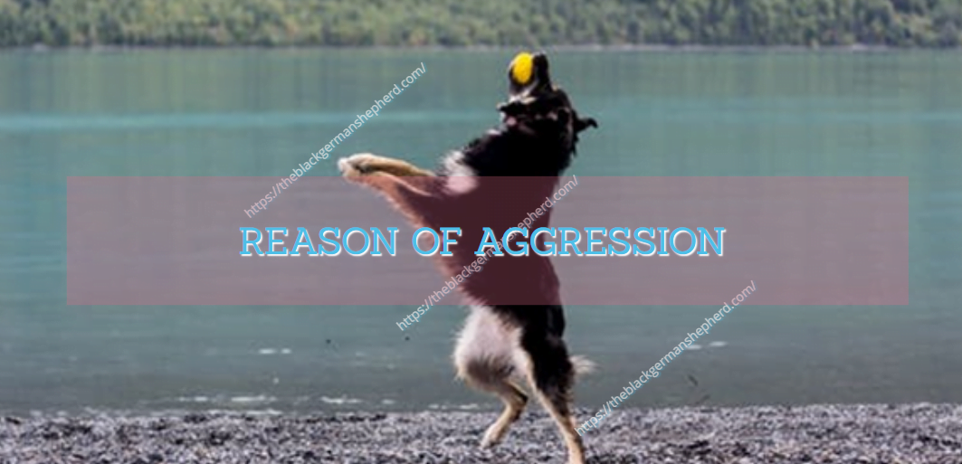 REASON OF AGGRESSION (Black German shepherd attack aggressive)