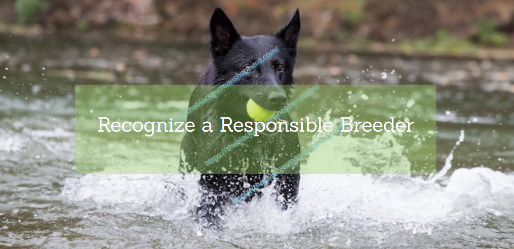 Recognize a Responsible Breeder