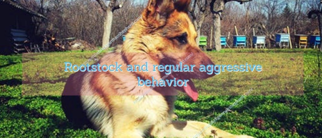 Rootstock and regular aggressive behavior