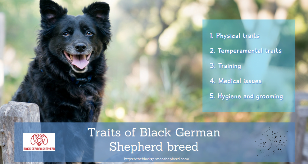 Traits of Black German Shepherd breed