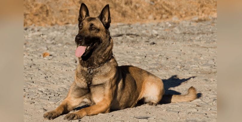 BELGIAN SHEPHERD