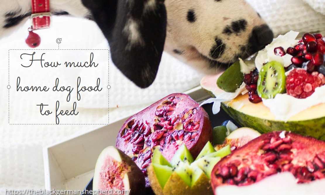 how much boiled chicken to feed a dog