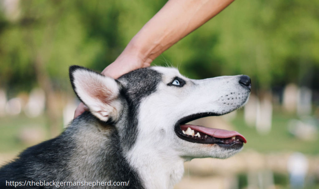 ?Boiled Chicken and Rice for Dogs | Recipe for Dogs 2023