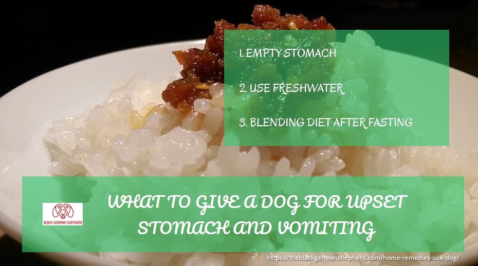 Home Remedies For a Sick Dog Not Eating