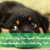 Home Remedies For a Sick Dog