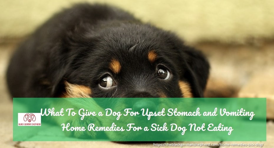 Home Remedies For a Sick Dog