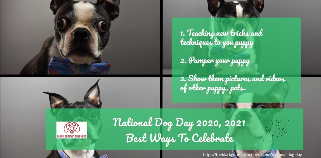 National Dog Day 2021, 2022 | Best Ways To Celebrate National Dog Day