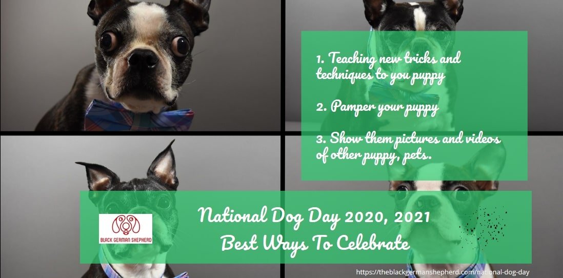 ?National Dog Day 2023, 2024 Best Ways To Celebrate 2023