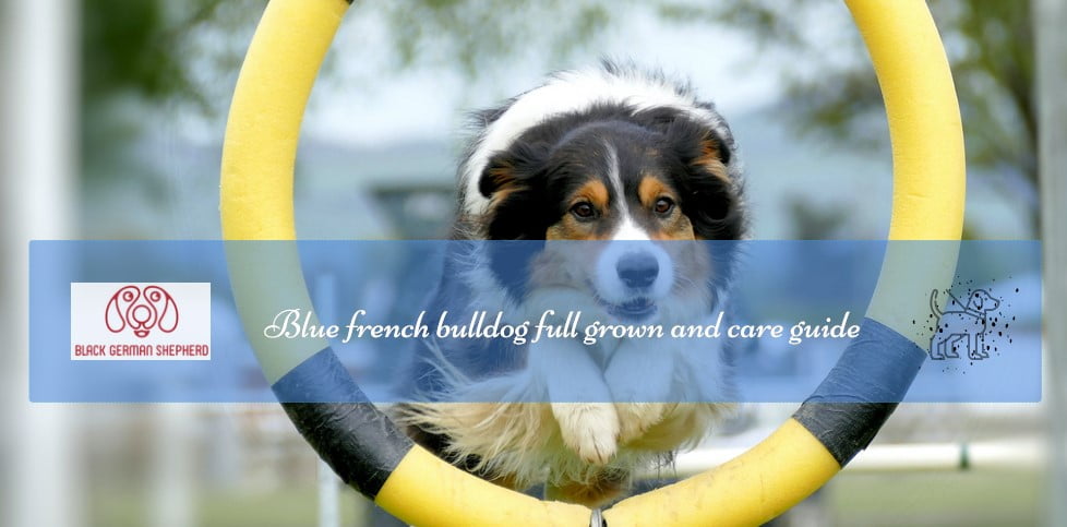 Blue french bulldog full grown and care guide