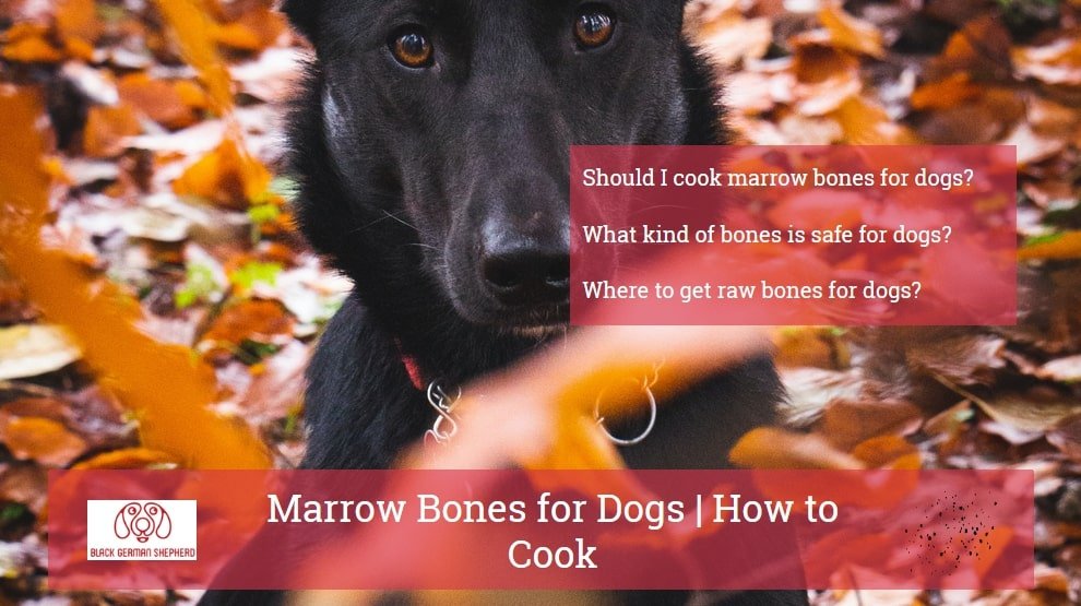 how long do you boil a bone for a dog