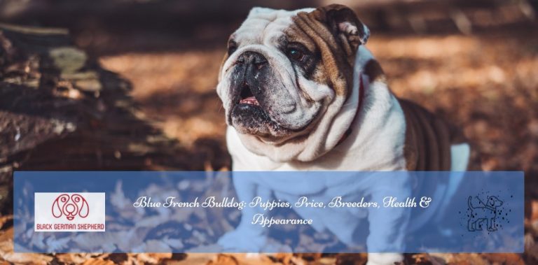 Blue French Bulldog