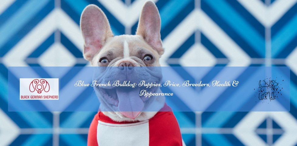 APPEARANCE OF BLUE FRENCH BULLDOG