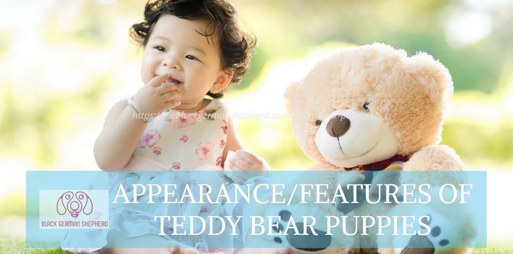 APPEARANCE FEATURES OF TEDDY BEAR PUPPIES