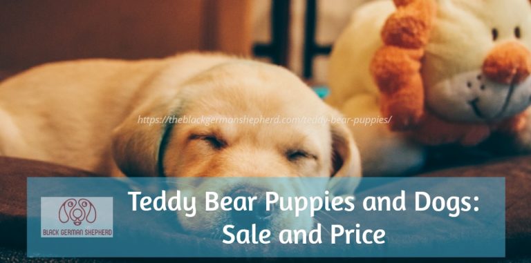 Teddy Bear Puppies