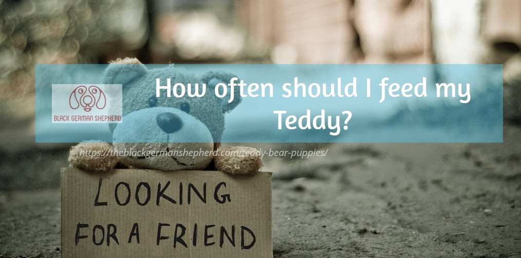 teddy food