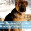 German Shepherd in Cold Weather