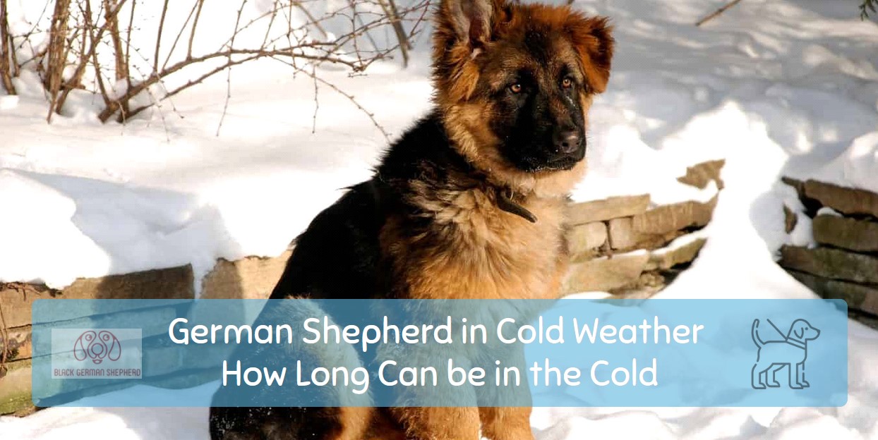 German Shepherd in Cold Weather