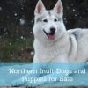 Northern Inuit Dogs and Puppies for Sale