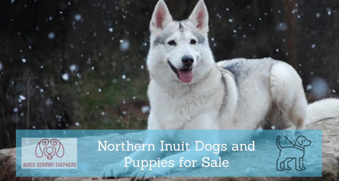 Northern Inuit Dogs and Puppies for Sale