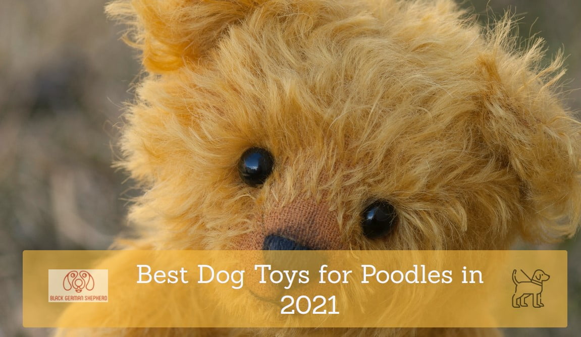 Best Dog Toys for Poodles in 2021