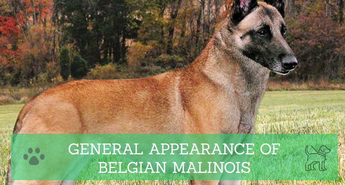 GENERAL APPEARANCE OF BELGIAN MALINOIS