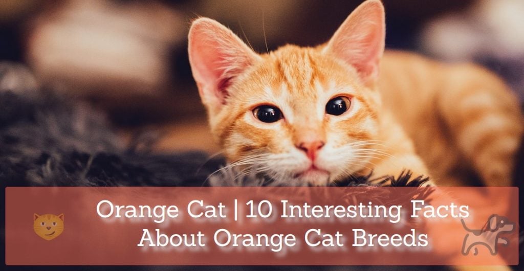 ?orange Cat 