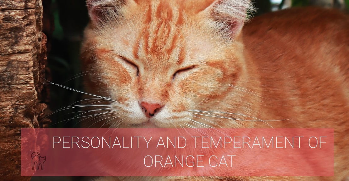 PERSONALITY AND TEMPERAMENT OF ORANGE CAT