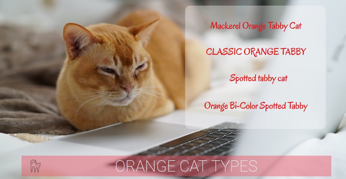 orange cat types