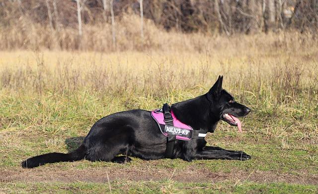 Price and Cost of Owning a Black German Shepherd