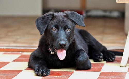 Black German Shepherd Puppy Price