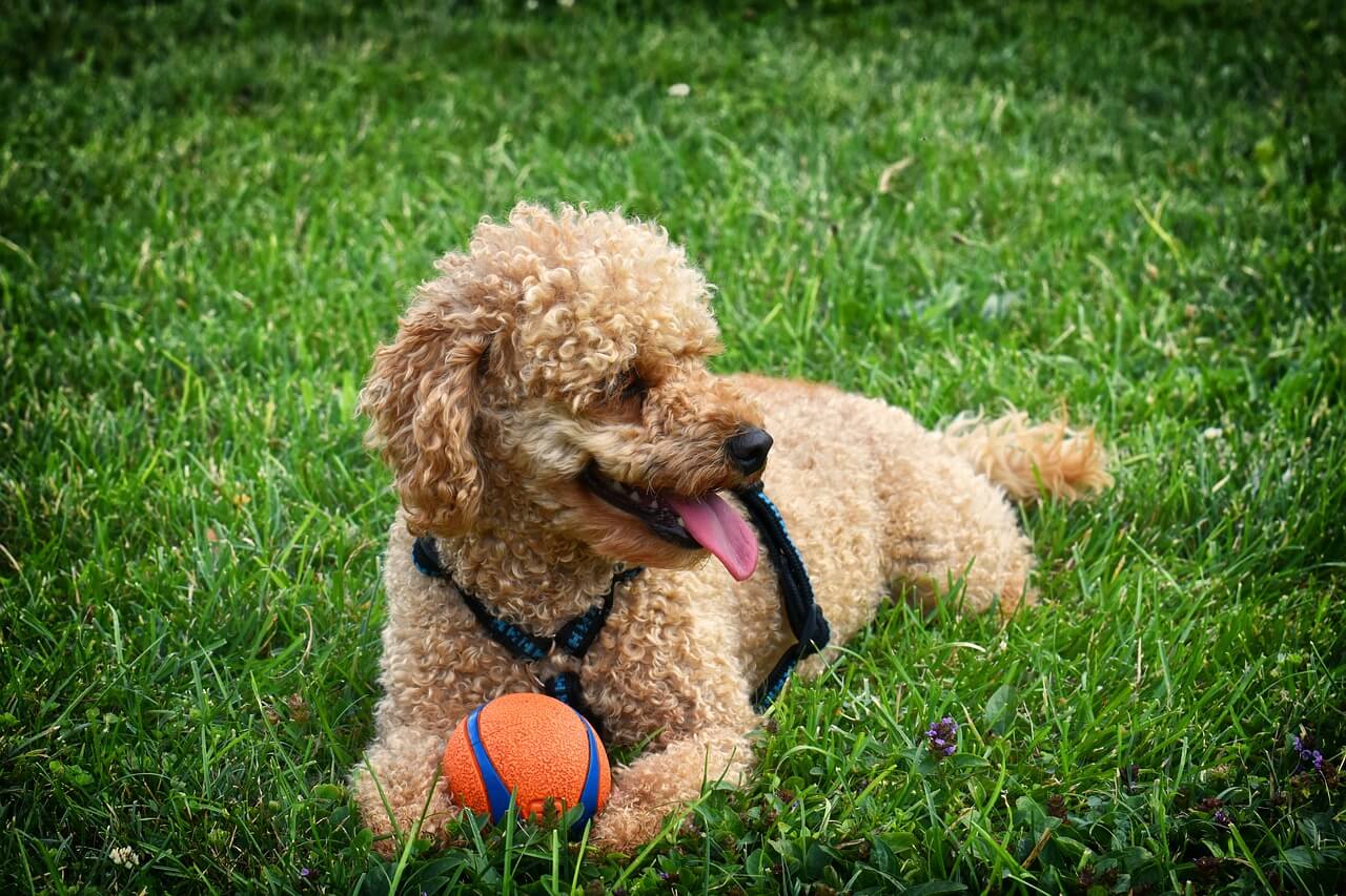 Poodles For Sale Near Me