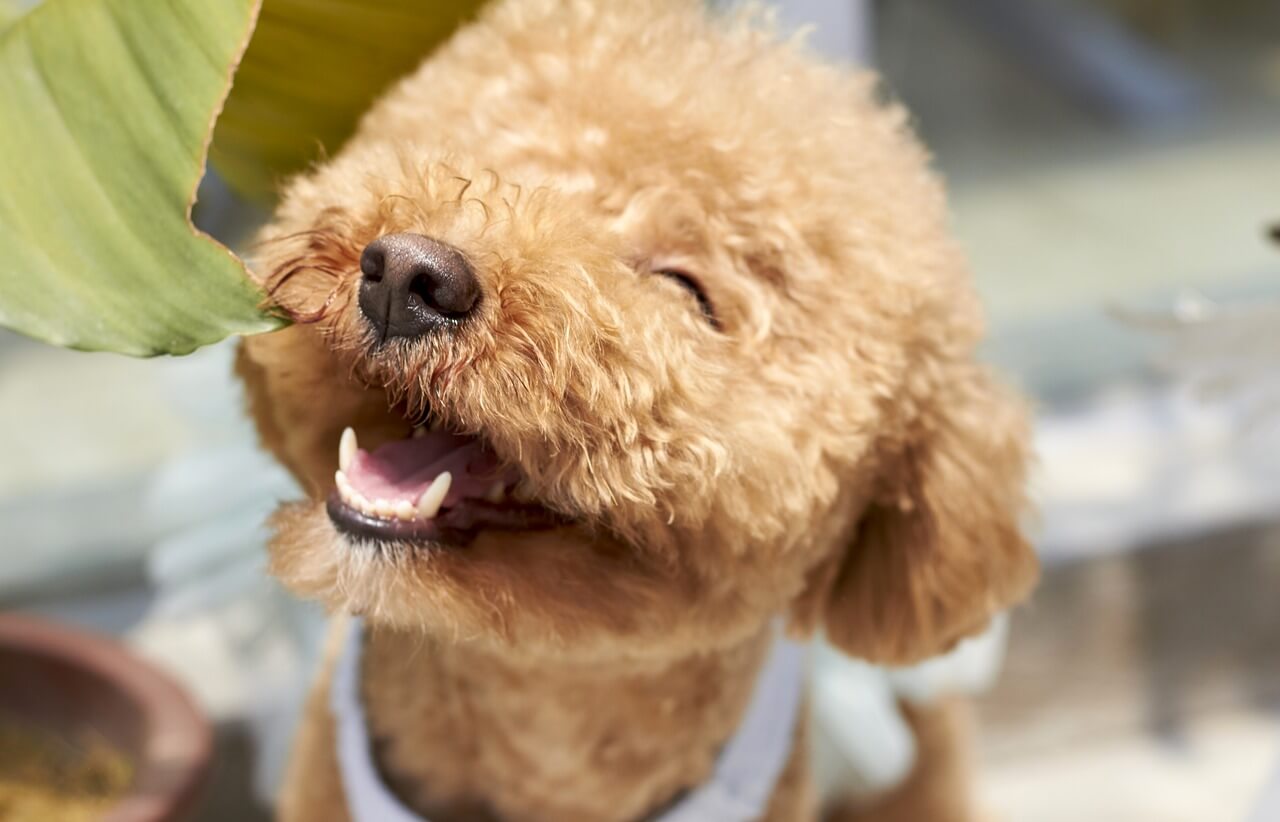 Teacup Poodle For Sale Near Me