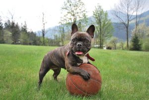 French Bulldogs For Sale Near Me | french bulldog puppies for sale near me | baby french bulldog | mini french bulldog for sale
