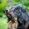 Best Family Guard Dog Breeds