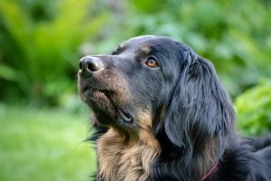 Best Family Guard Dog Breeds