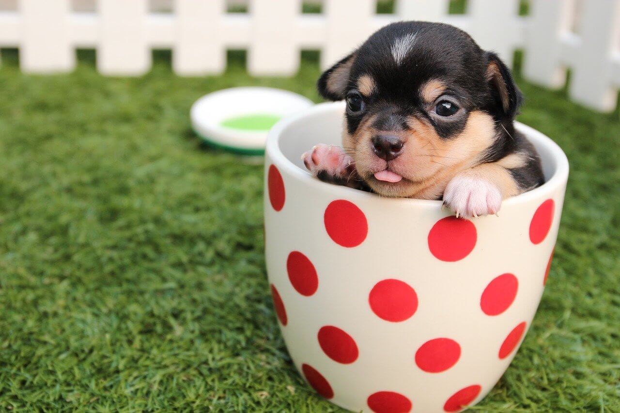 Teacup Chihuahua Puppies For Sale Near Me | teacup chihuahua puppies