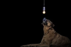 Best Heating Lamp for Dogs | Best Heat Lamp for Puppies | Best Heat Lamp for Dog Houses