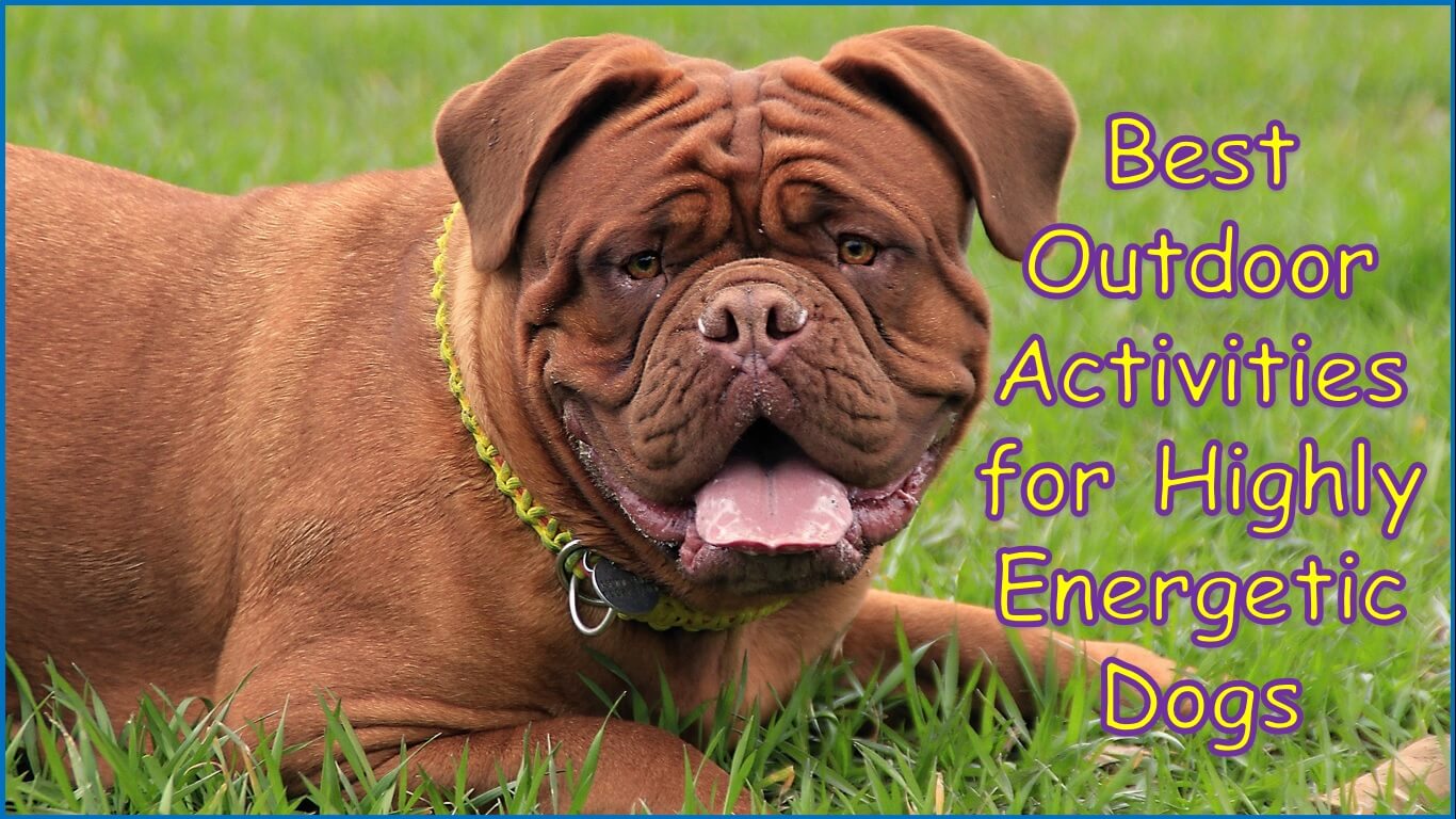 Best Outdoor Activities for Highly Energetic Dogs