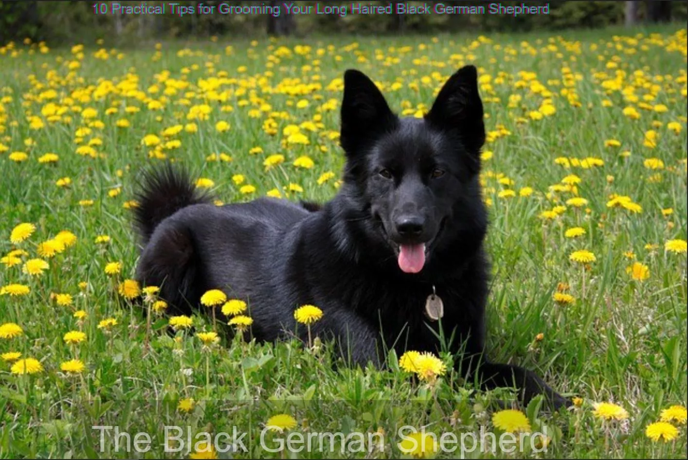 ?Long Haired Black German Shepherd: 10 Critical Grooming Tips