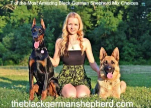 7 of the Most Amazing Black German Shepherd Mix Choices