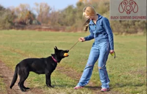 Are You Ready for a Black German Shepherd